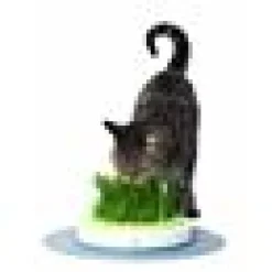 Cat It Senses Grass Garden