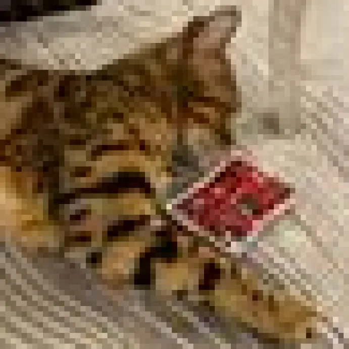 4cats Crazy Collection Kudde Valeriana