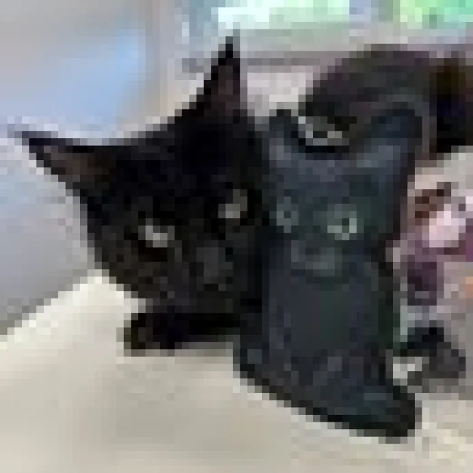 4cats Halloween Collection svart katt Valeriana