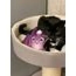 4cats Halloween Fladdermus Valeriana