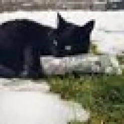 4cats Japan kickeroo Valeriana