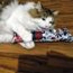 4cats Krazy kickeroo Kattmynta