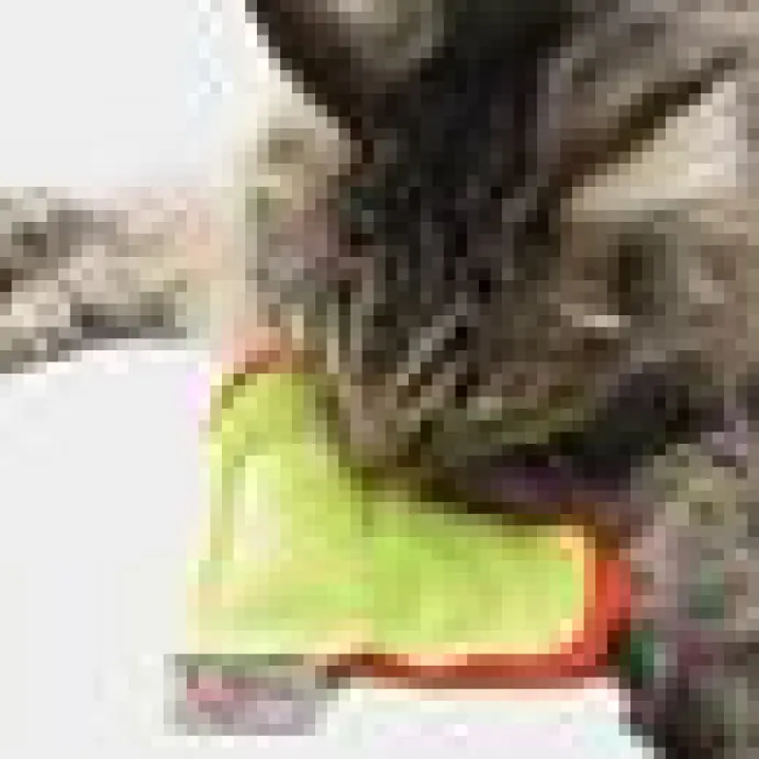 4cats Mysigt Hjärta Valerian Valeriana