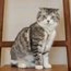 CATSPIA MOUSER Superior Beige