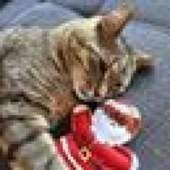 4cats Xmask Pepparkaks Jultomte