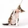 Cat Teaser Bamboo Wobbly