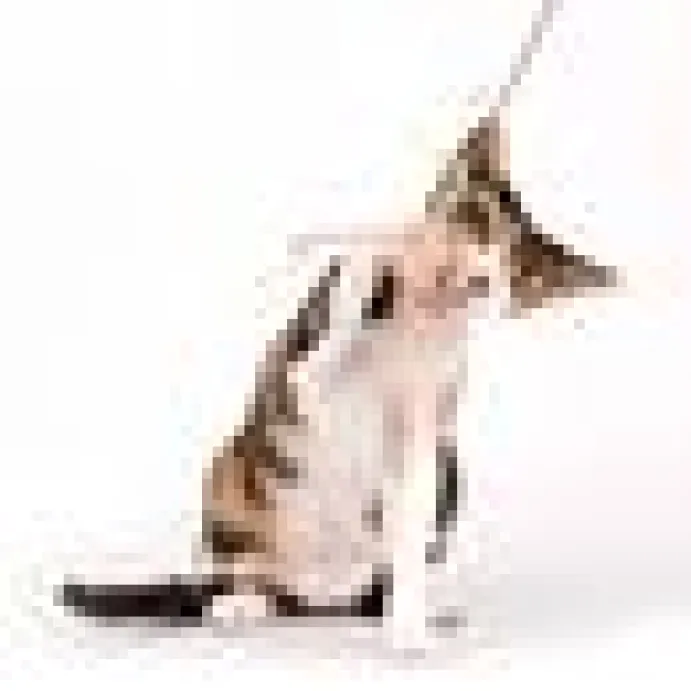 Cat Teaser Bamboo Wobbly