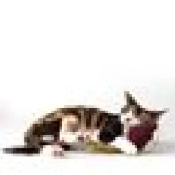 DreamCat Handmade - Beet