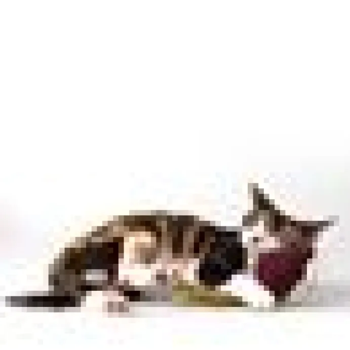 DreamCat Handmade - Beet