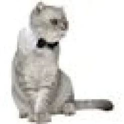 Fluga med krage katt Dubbel Svart