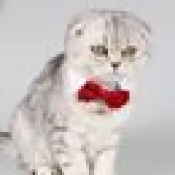 Fluga med krage katt & Hund Röd