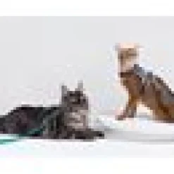HiDream Leather Series kattsele Blå