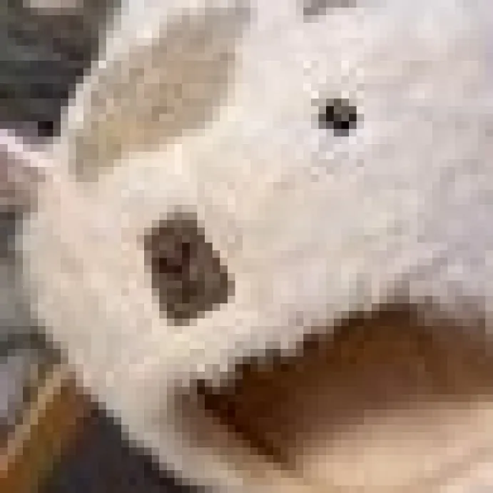 Kattbädd Lama