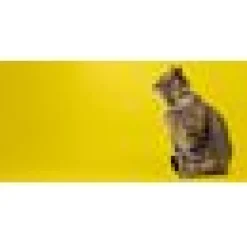 Katthahlsband Dashi Eco Banan