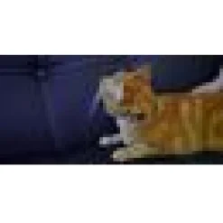Katthahlsband Dashi Snooze-mönster