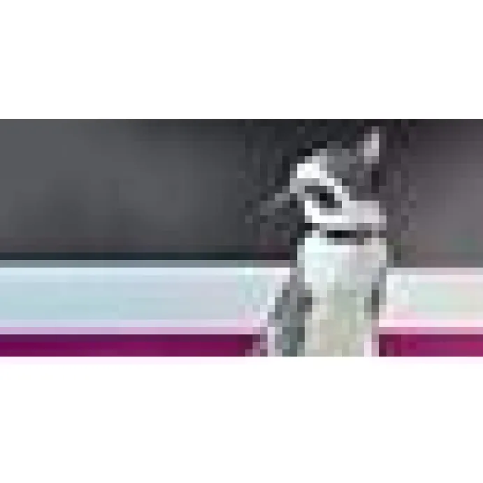 Katthahlsband Dashi Stripes Lila & Svart