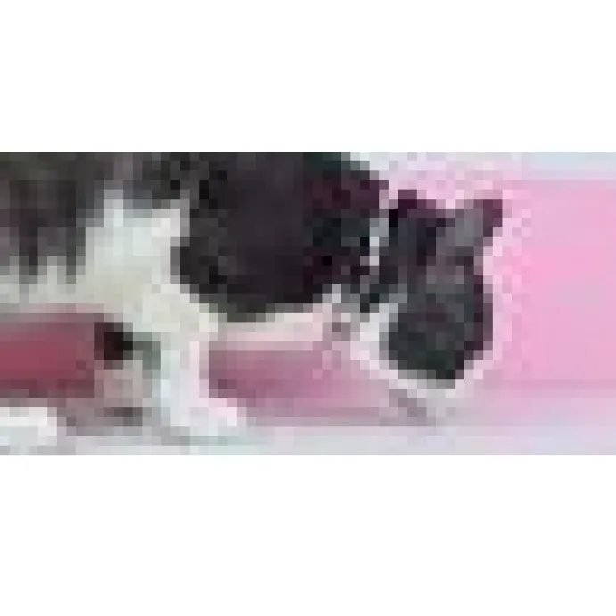 Katthahlsband Dashi Stripes Rosa & Svart