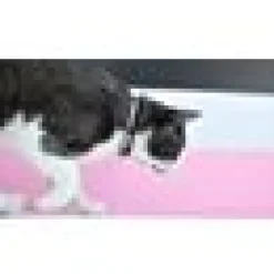 Katthahlsband Dashi Stripes Rosa & Svart