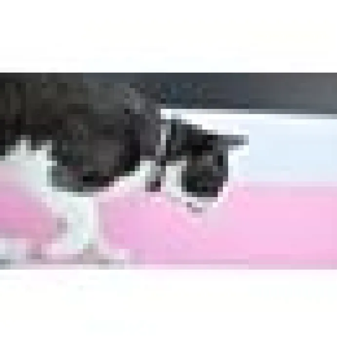 Katthahlsband Dashi Stripes Rosa & Svart