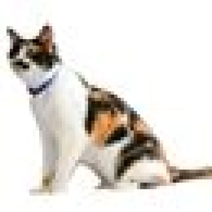 Katthalsband Atlanta