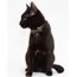 Katthalsband Cool Cat Camo