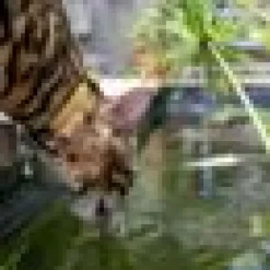 Katthalsband Rogz Alley cat Senapsgul S