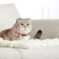 Katthalsnband Max&Molly med Smart ID Jordgubbsdröm