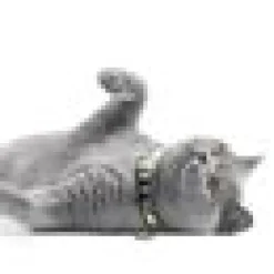 Katthalsnband Max&Molly med Smart ID Kiwi