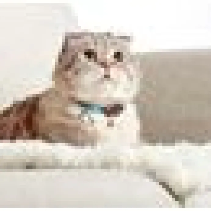 Katthalsnband Max&Molly med Smart ID Serietidning