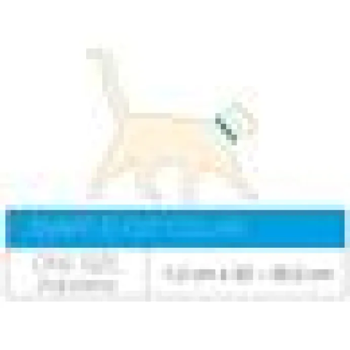 Katthalsnband Max&Molly med Smart ID Sommartid
