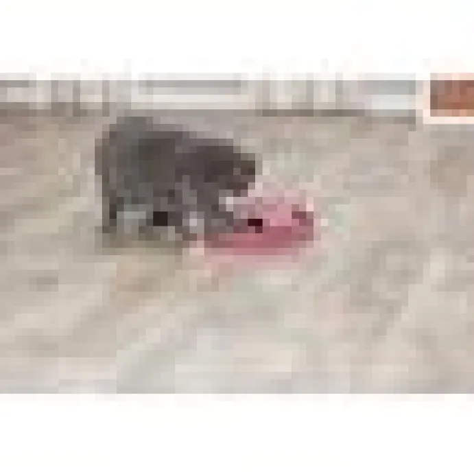 Kattleksak Catch the Mouse 25 cm