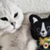 Kattleksak 4cats Lucy-figur Catnip silvervine