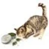 Kattleksak Ekologisk kattmynta
