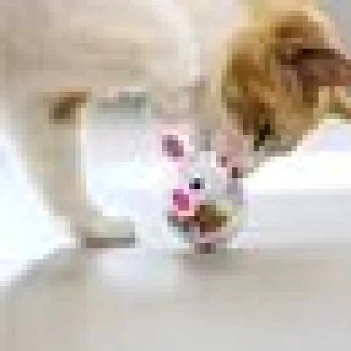 Kattleksak Tumbler Cat Food Toy Ball