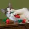 KattLeksak YEOWWW Strawberries 3pack