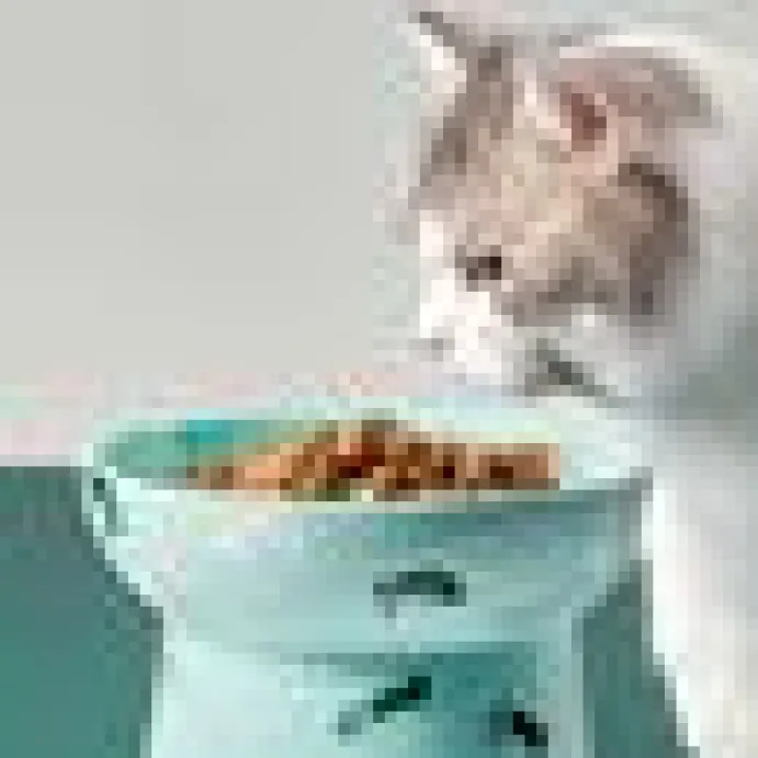 Kattmatskål petkit Turkos