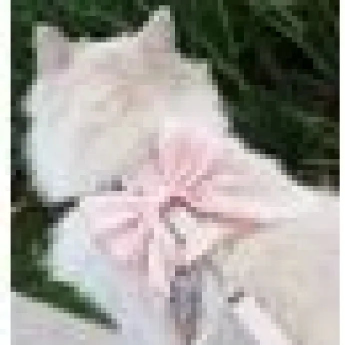 Kattsele Bowknot Rosa