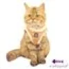 Kattsele Catspia Purry M