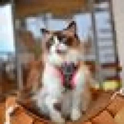 Kattsele Catspia Puss Rosa