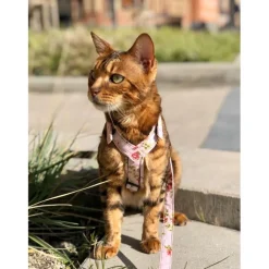 Kattsele Gustaf och Evita Strap Victorian