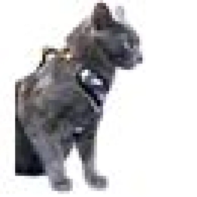 Kattsele H-sele Komfort m Koppel Eclipse