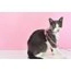 Kattsele + Koppel Flamingo