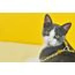 Kattsele + Koppel Snooze Gul