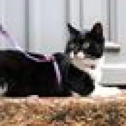 Kattsele Max& Molly Cherry Bloom