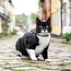 Kattsele Max & Molly Little Monster