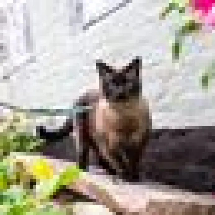 Kattsele Max& Molly Tropical