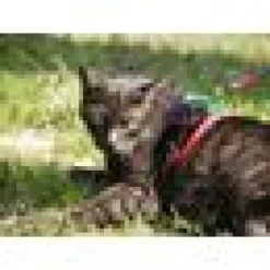 Kattsele regnbåge med koppel 72220