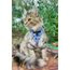 Kattsele Roliga Elefanter
