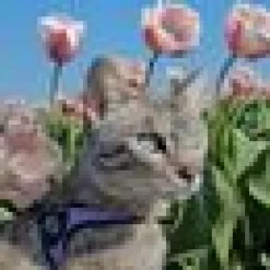 Kattsele Tre Ponti Basic lila/svart