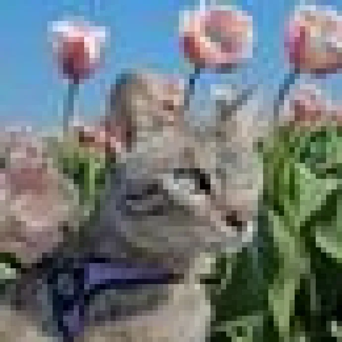 Kattsele Tre Ponti Basic lila/svart